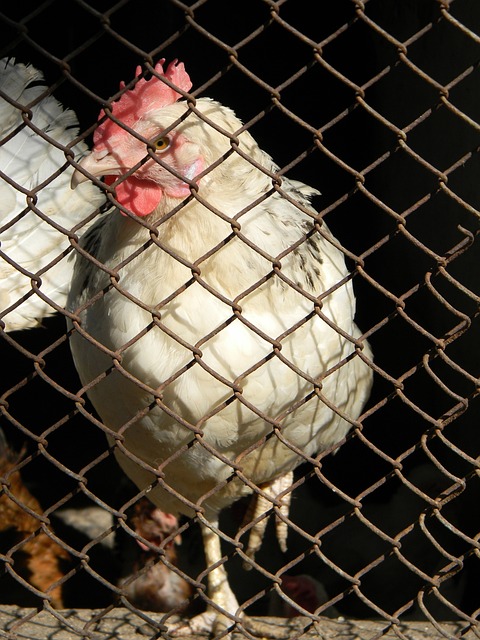 好的回報 好的回報